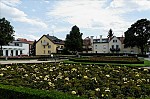 ant_9655.jpg