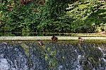 ant_0405.jpg