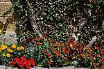 ant_0517.jpg