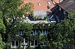 ant_1518.jpg