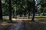 ant_4525.jpg