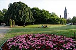 ant_2976.jpg