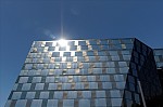 ant_3079.jpg