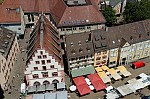 ant_3113.jpg