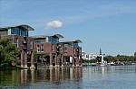 ant_4907.jpg