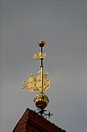 ant_5024.jpg