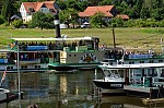 ant_4914.jpg