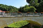 ant_4915.jpg