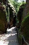 ant_4943.jpg