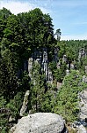 ant_5003.jpg