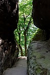 ant_5075.jpg