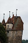 ant_4570.jpg