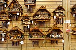 ant_2736.jpg