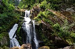 ant_2825.jpg