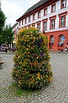 ant_2891.jpg