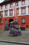 ant_2893.jpg