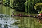 ant_8890.jpg