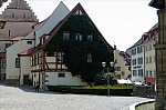 ant_3356.jpg