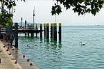 ant_3374.jpg