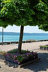 ant_3380.jpg