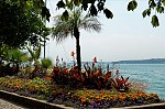 ant_3385.jpg