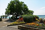 ant_3389.jpg