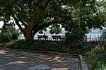 ant_3391.jpg