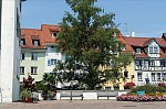 ant_3417.jpg