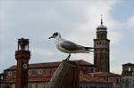 ant_8466.jpg