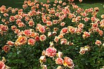 dsc_0324.jpg