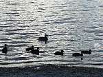 dsc02950.jpg