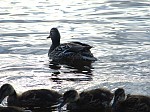 dsc02960.jpg