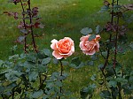 p1080026.jpg