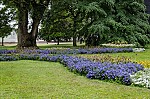 ant_4963.jpg
