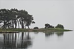 ant_4966.jpg