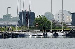 ant_4901.jpg