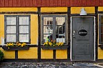 ant_4090.jpg