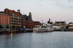 ant_4251.jpg